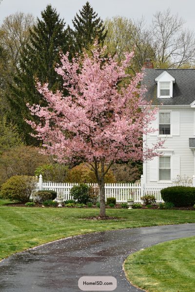 20 Pretty Landscape Designs With Pink Trees