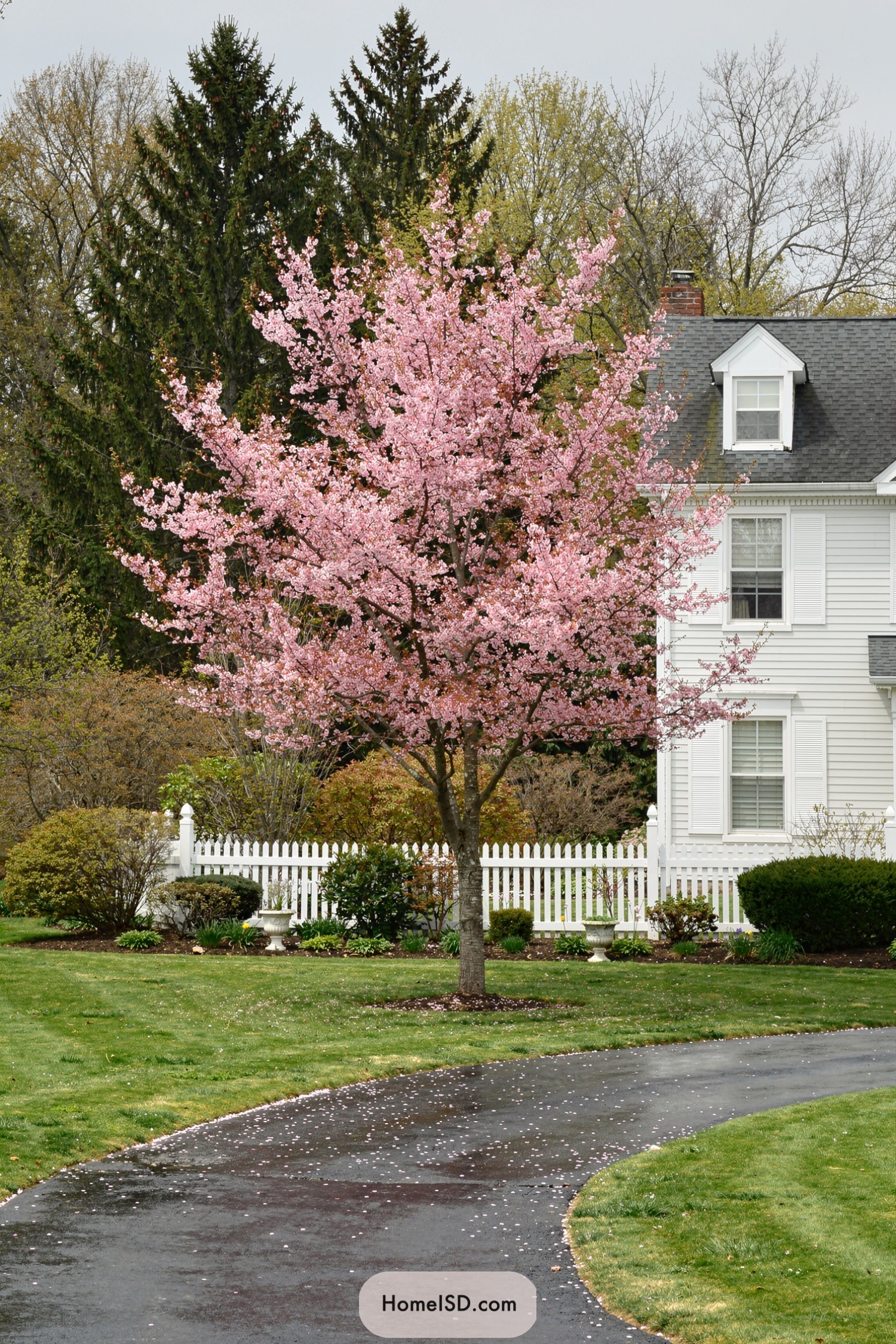 Pink flowering tree beside white farmhouse yard