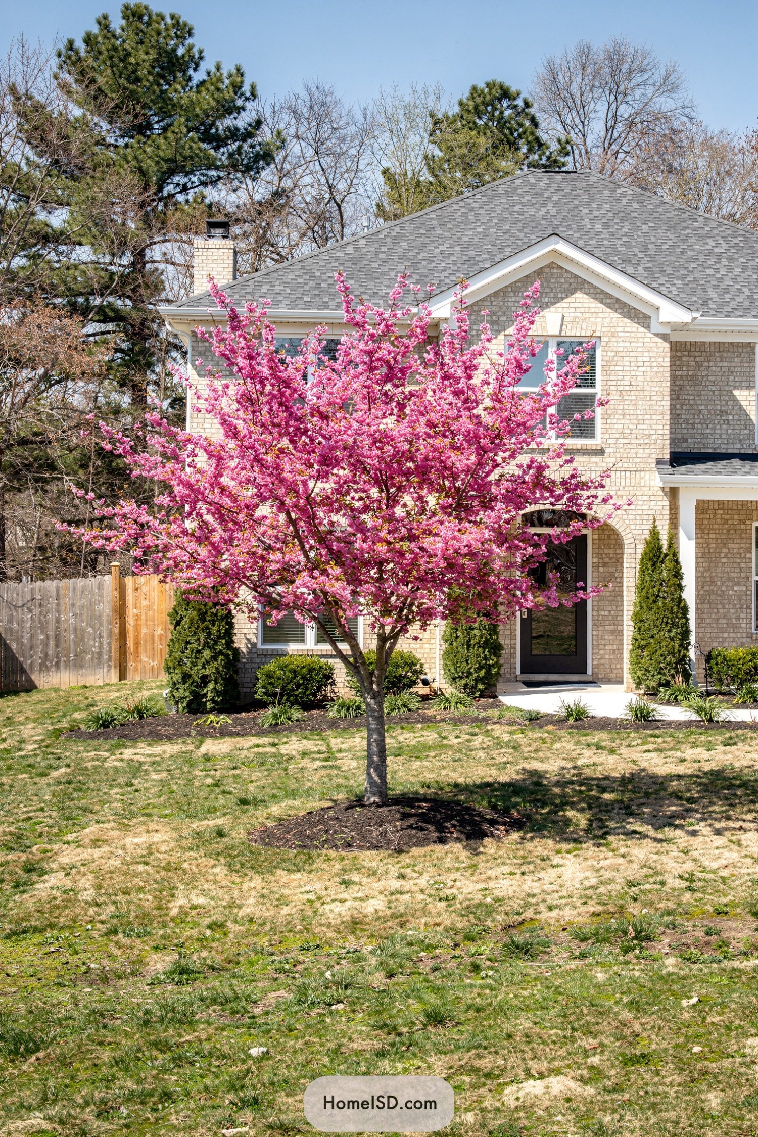 Single pink flowering tree centered in a suburban front yard