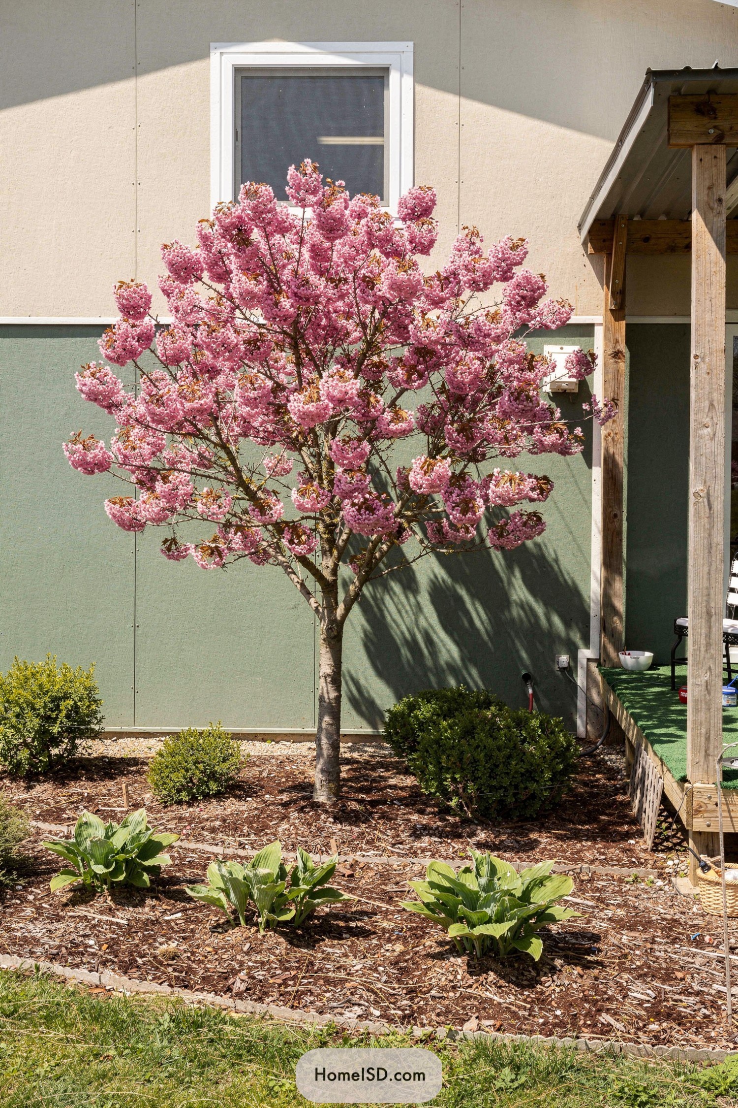 Small pink flowering tree in mulched yard beside a porch