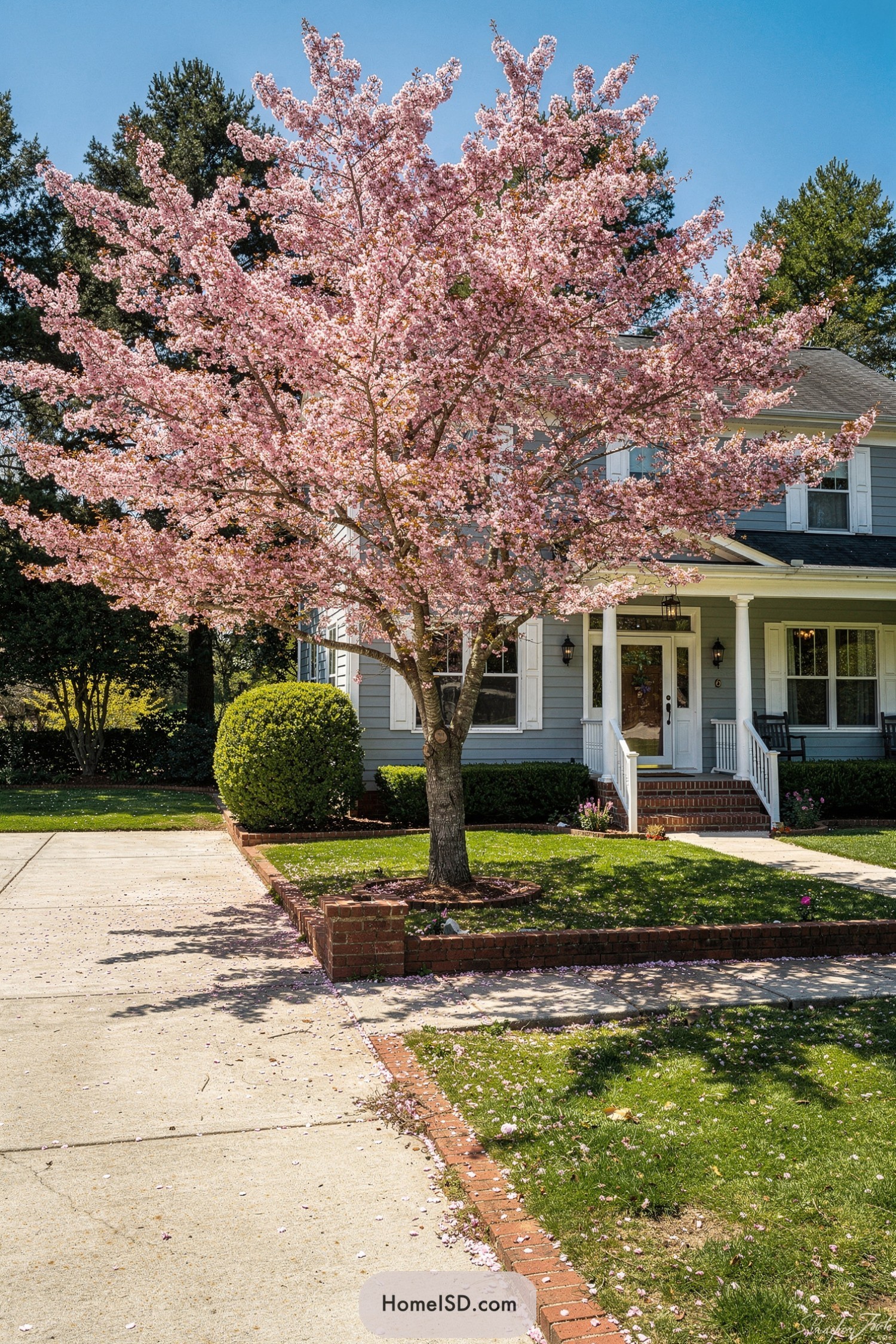 Pink flowering tree shading a suburban front yard