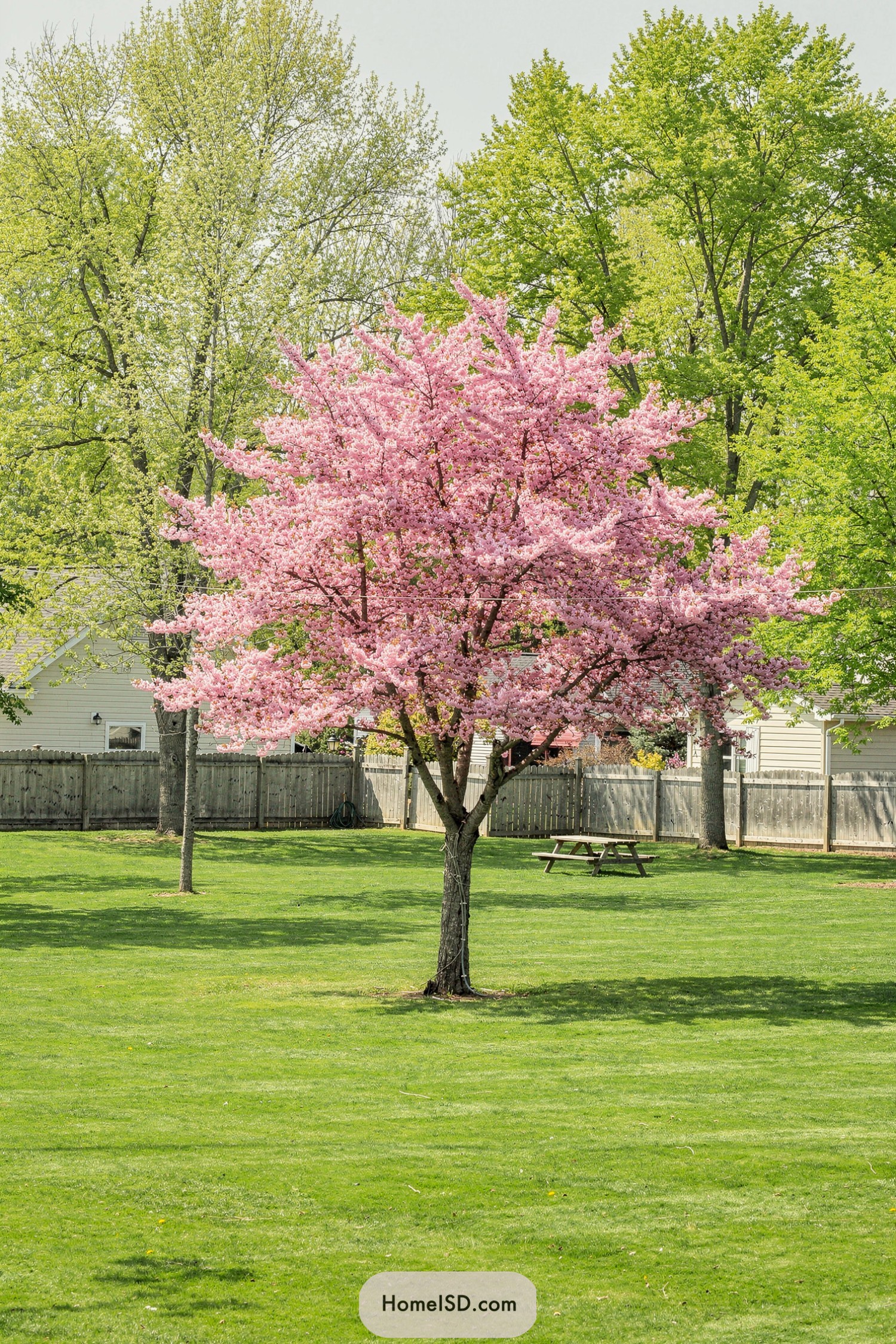 Single pink flowering tree in a wide grassy backyard with fences and neighboring houses
